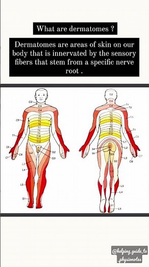 Let's learn Dermatomes & Myotomes within 15 seconds !!