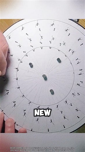 Ants dancing on the paper