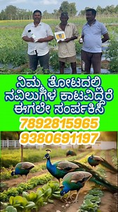 912K views · 1.4K reactions | ನವಿಲುಗಳಿಂದ ಬೆಳೆ ಹಾನಿಯಾಗಿದೆಯೇ | My Nature India Foundation | Facebook