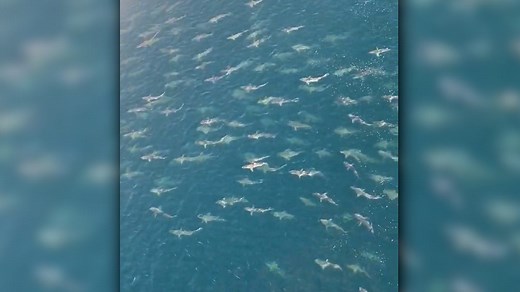 Offshore workers spot giant school of sharks swimming below from atop oil rig