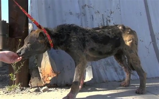 Hope For Paws一条无家可归的狗狗获救，正在寻找一个永远的家