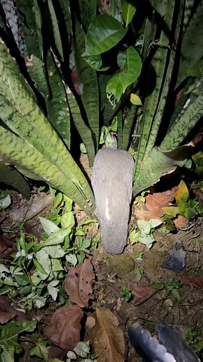 lots of jungle fowl chicks 😱😱😱👆🐣 | Aman Raya Channel