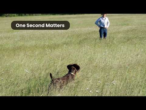 Timing Makes or Breaks Bird Dogs