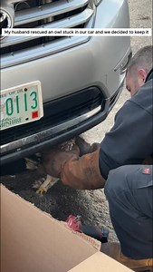 My husband rescued an owl stuck in our car and we decided to keep it #animal #animalsoftiktok #animallover #rescueanimals #owl