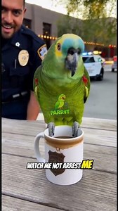 Parrot Roasts Me So Hard I Can't Stop Laughing 😂 #funny #parrot #viral
