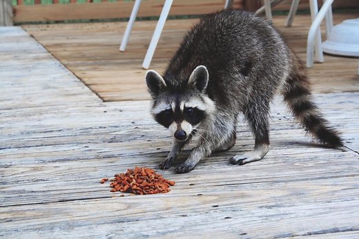 ¿Se puede TENER un MAPACHE como MASCOTA? - NORMATIVA