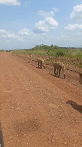 Good Evening Keekorok Lodge Masai Mara Water4Wildlife Maasai Mara YouTube Nikon National Geographic | Lemurt Wildlife