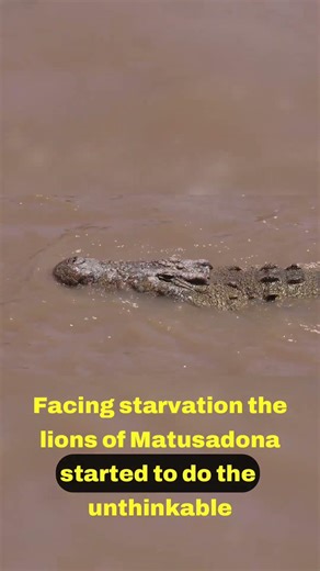 Lions Adapt to Survive The Crocodile Conundrum 🐊🔄