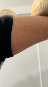 Picky eaters kill my soul. Do you have a snake that’s a pain to feed? Her name is Breadstick #ballpython #ballpythons #ballpythonsofinstagram #python #pythons #snake #snakes #snakesofinstagram #reptile #reptiles #reptilekeeper #reptilelover #pet #pets #petsofinstagram #snek #animal #animals #animalsofinstagram #daily #cute #fun #problems #instagram #tiktok #struggle | Black Lake Reptiles