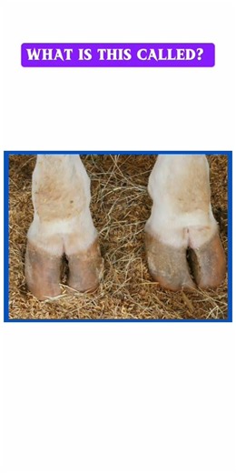 What Is This Called? 🐄 Udder & Hoof Explained! 😂 #shorts #english #easyenglisheveryday