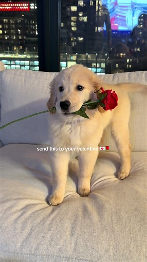 The Ultimate Valentine's Day Gift: A Golden Retriever Puppy!