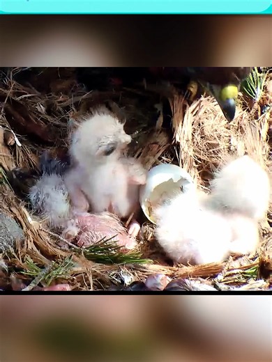 Red-tailed Hawk Hatchling Downy Feathers Drying After Hatch