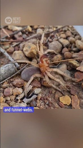 55 New Species Of Wishbone Spiders Discovered In Australia | 10 News First