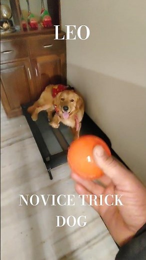 "The 5 steps to teach your Golden Retriever Fetch!"🥎🥏