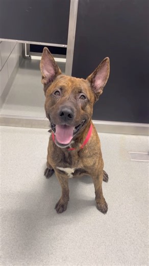 Arthur Slugworth loves Doggie Entourage, and we think you will, too. Thanks to Moog for helping our shelter dogs get moving! | The SPCA Serving Erie County, NY