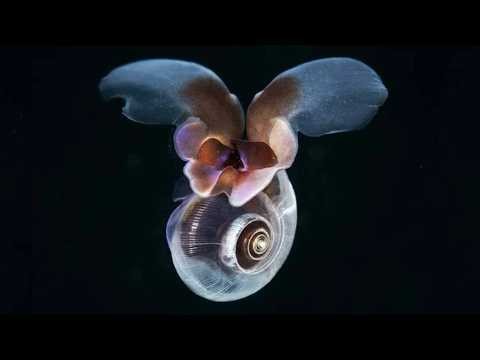 Filo Mollusca – Parte 2: Classe Gastropoda (Lesmas e Caracóis).