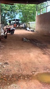 127K views · 665 reactions | Prank funny  horse #reels #instagram | funny.prank33 | Facebook