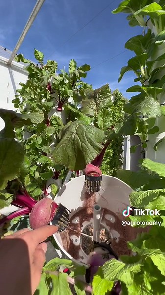 Challenges of Growing Turnips on Aeroponic Towers