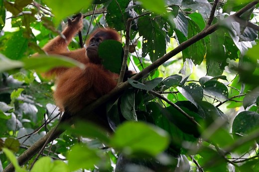 These 10 golden rules for planting trees could help save the planet