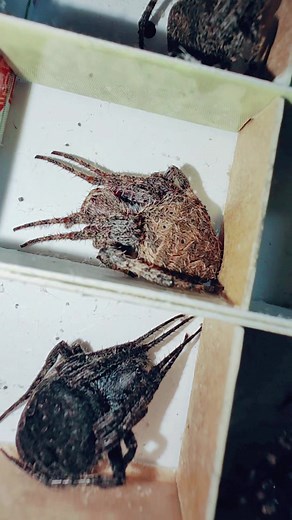 Mga Gagambang CEBU: Derby Spiders at Laban 1v1