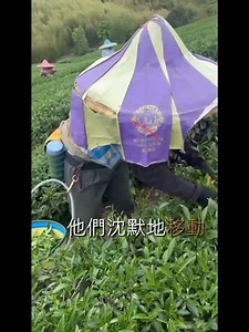 你知道嗎台灣人怎麼採茶，【手綁刀片採茶！這才是真正的「玩命關頭」 #tea #以茶會友 #台灣高山茶 #正能量