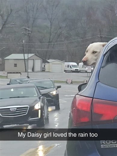 Brain Dissection (@braindissection)’s videos with original sound - Brain Dissection