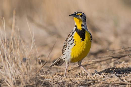 What Is The State Bird of Montana? - Discovering Montana