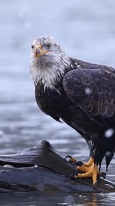 7.9K views · 64 reactions | The biggest hunting bird Egale prepare for the hunting #reelsvideoシ #reelsviralシ #viralreels #animal #animalcrossing #animalphotography #reels #trend #viralvideos #animallover Traveling of adventure | Traveling of adventure | Facebook