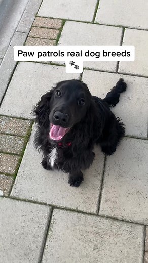 Paw Patrol's Real Dog Breeds Explained