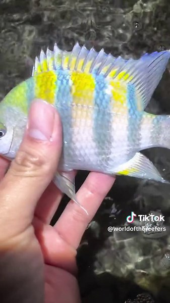 Stunning Fish in a Reef Aquarium - Exquisite Marine Life