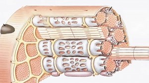 Tipos de músculo #anatomia #medicinageneral #Salud #fisiología | Aprende de salud , learn about health