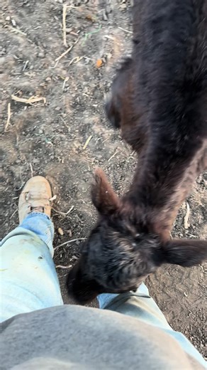 Jackrabbits are back #fyp #farming #cow | jack rabbit