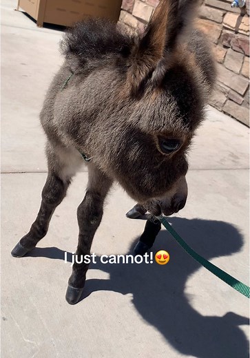 Adorable Baby Burro Moments That Will Melt Your Heart