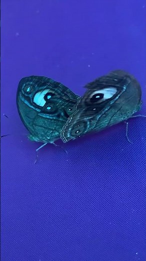 Butterfly mating typically involves a male butterfly approaching a female and fluttering his wings