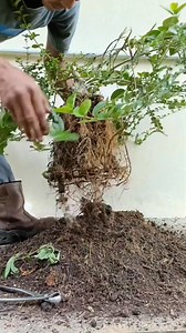 117K views · 963 reactions | The complete process of selecting roots and replacing the planting medium #premna #bonsaitree | Karimun Java | Facebook