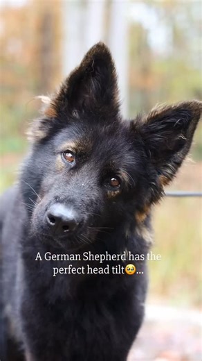 3.9K views · 16K reactions | Meet Mira everyone. Newest girl to our program! She is a sable BEAUTY. Does she not match the nature around her? She looks like a wolf. In a different way somehow than our solid blacks. We are SO excited about this girl. I will share all about her in stories today #sablegsd #sablegermanshepherd #germanshepherddog #germanshepherd #sablegermanshepherdpuppy | Lionheart Shepherds | Facebook