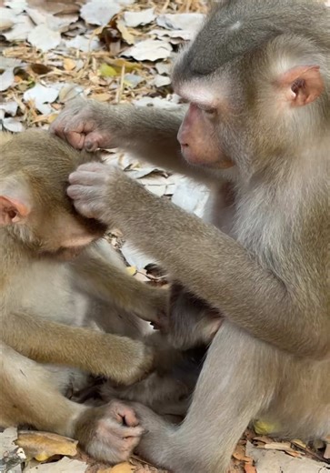 Charming Pigtail Monkey Family Moments