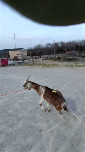 Goat Roping #Jesus #classicropes