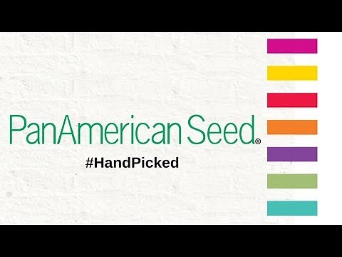 Aji Rico F1 Pepper - HandPicked Vegetables