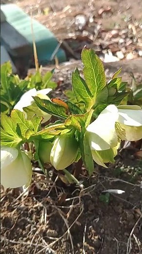 #クリスマスローズ#花#花言葉 [令和8年3月14日撮影📷️]