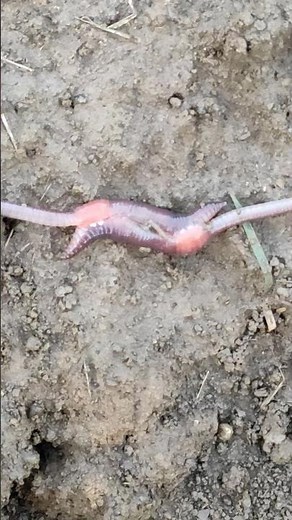 Earthworm mating reproduction