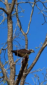 42K views · 92 reactions | Did you know ospreys are also called "fish...