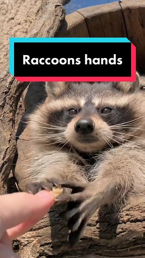 Raccoons are known for their unique hands. #raccoon #AnimalFacts #edutok #TikTokTaughtMe