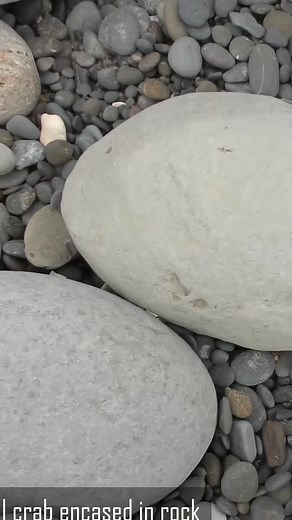 Exploring a Prehistoric World: Fossil Crab Adventure