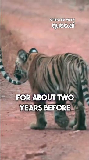 Cubs - Baby Tigers and Their Care