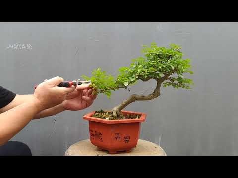 Pruning and maintenance methods of ash bonsai in different cultivation stages對節白蠟盆景不同培育階段的修剪及養護方法