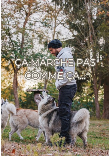 Un petit exemple de ce qu’il faut pas faire pour rappeler son chien…😅 Crier, s’énerver, gesticuler dans tous les sens. Les cris appellent à l’excitation, l’excitation à la désobéissance… et la désobéissance… au cris… la boucle est bouclée. Si on veut que nos chiens soient réceptifs il faut être calme. C’est la clé. #educationcanine #husky #chien #chiens #chienheureux