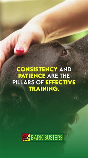 barkbusterslasvegas on TikTok