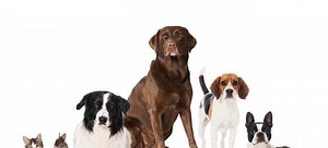 Easy Pet Urine Stain Removal | DoItYourself.com