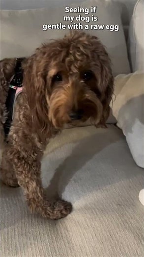 Raw egg challenge with my dog #cute #dog #trend #trending
